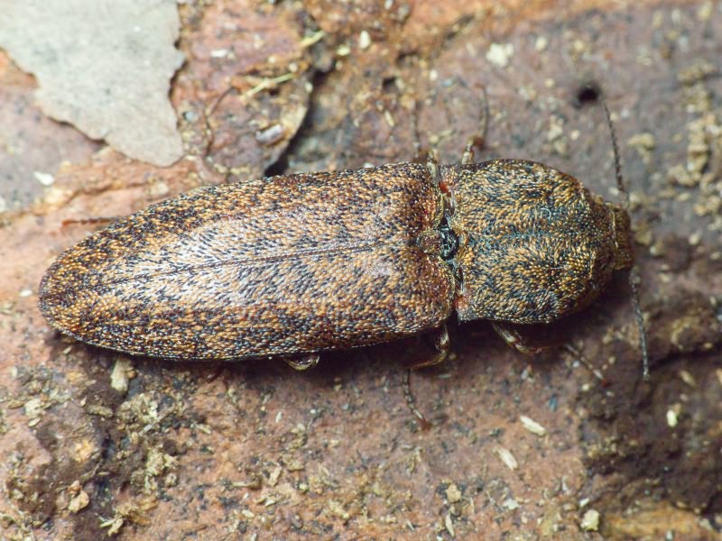 Lacon (Lacon) lepidopterus (Panzer, 1801)